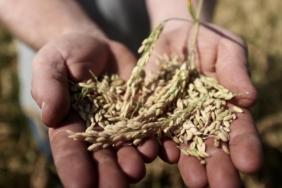 Tohum Ve Fide Uretiminde Yeni Adimlar Atiliyor