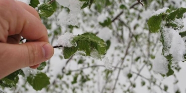 Turkiyede Zirai Don Tarimi Vurdu